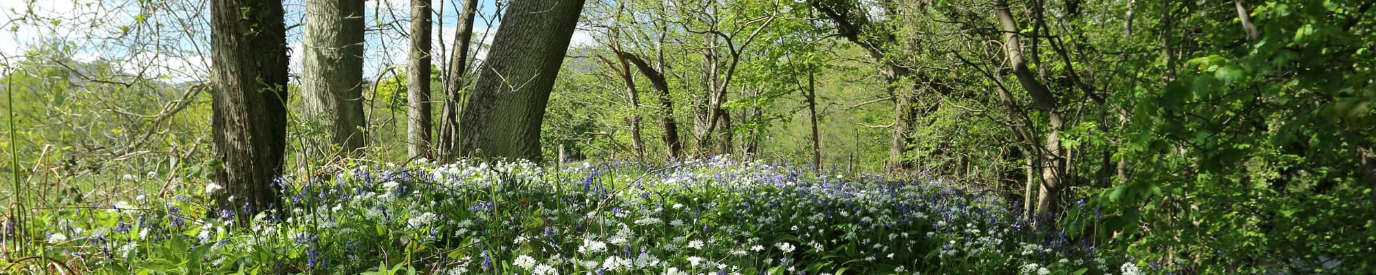 Wrexham forest area