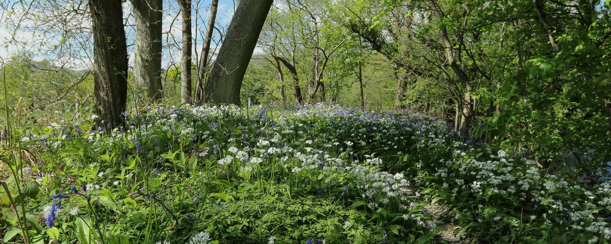 Woodland area with new trees in Wrexham, North Wales