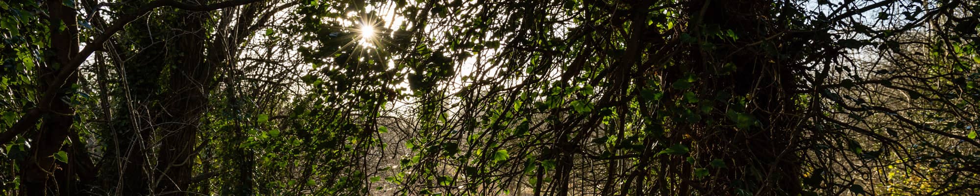 Woodland in Wrexham