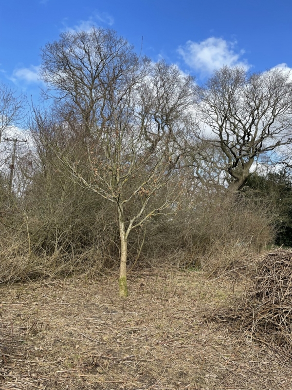 Penyffordd Clearing